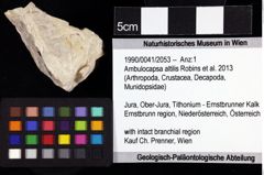 Foto (Objket + Etiketten) von Ambulocapsa altilis (Robins et al., 2013) 